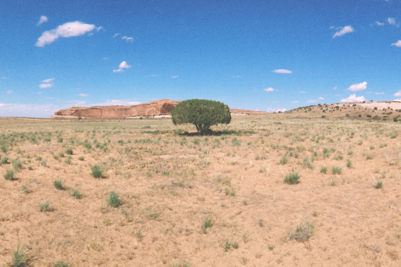 a photograph of the Utah desert - piñon pine