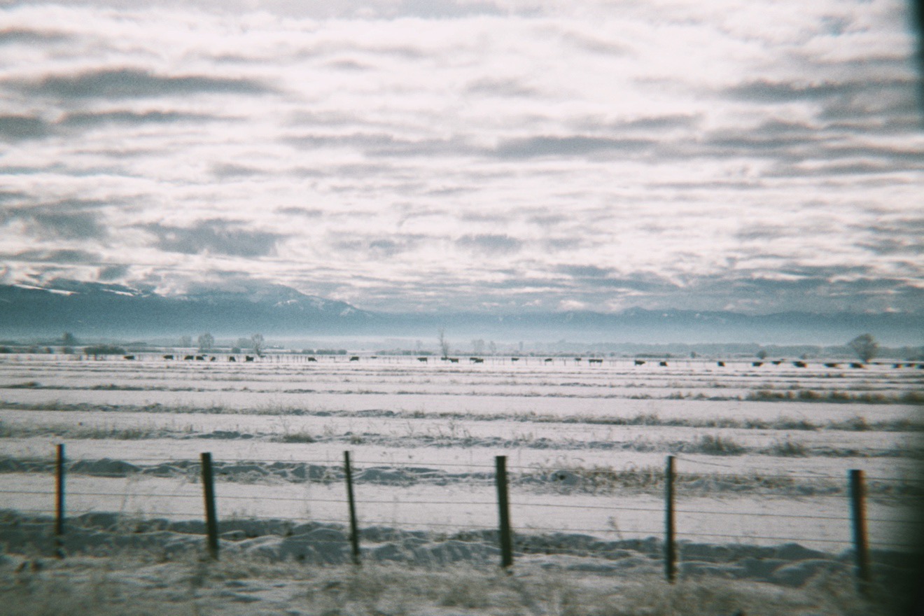 A photo of the montana horizon with clouds and cows