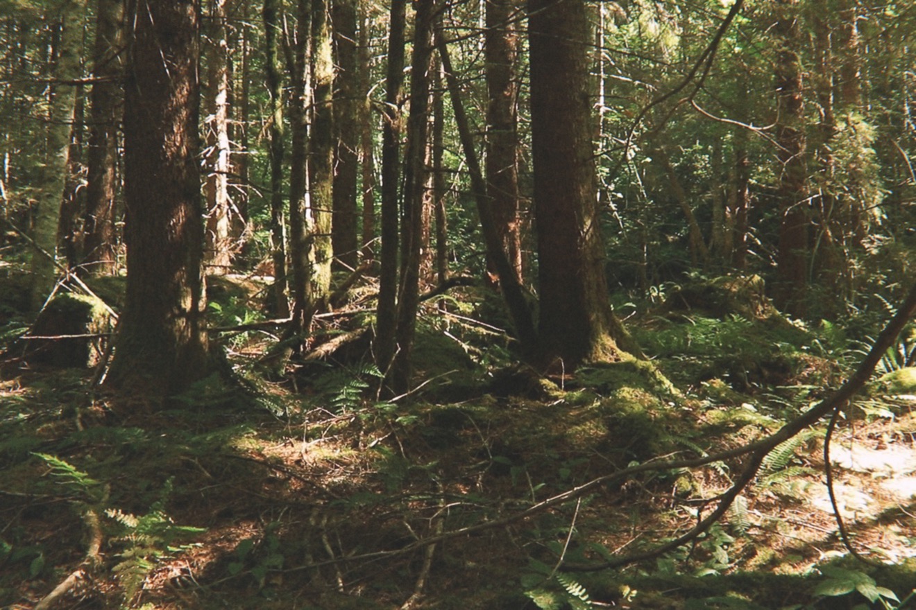 a photograph of the deep woods in southwest Washington state